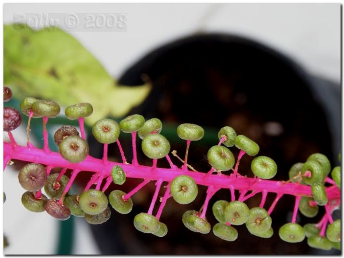 [Foto de planta, jardin, jardineria]