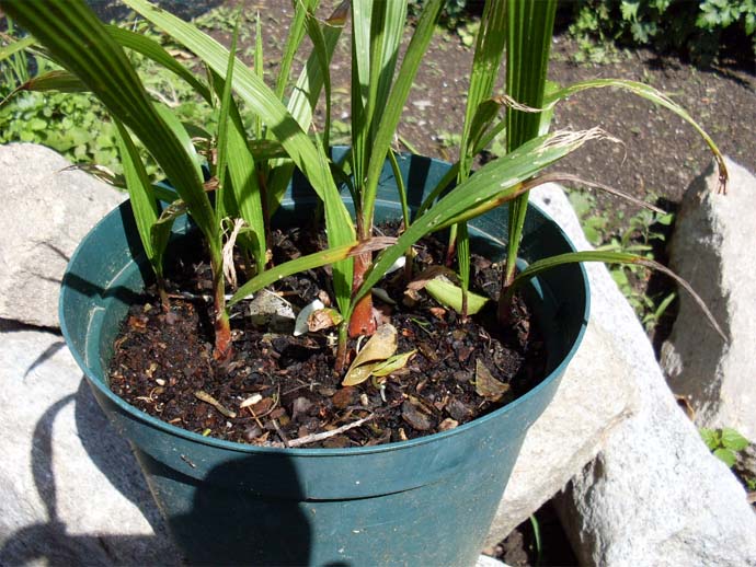 [Foto de planta, jardin, jardineria]