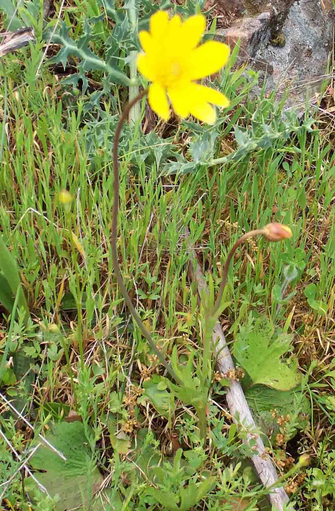 [Foto de planta, jardin, jardineria]