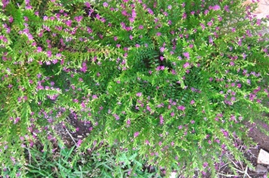 [Foto de planta, jardin, jardineria]