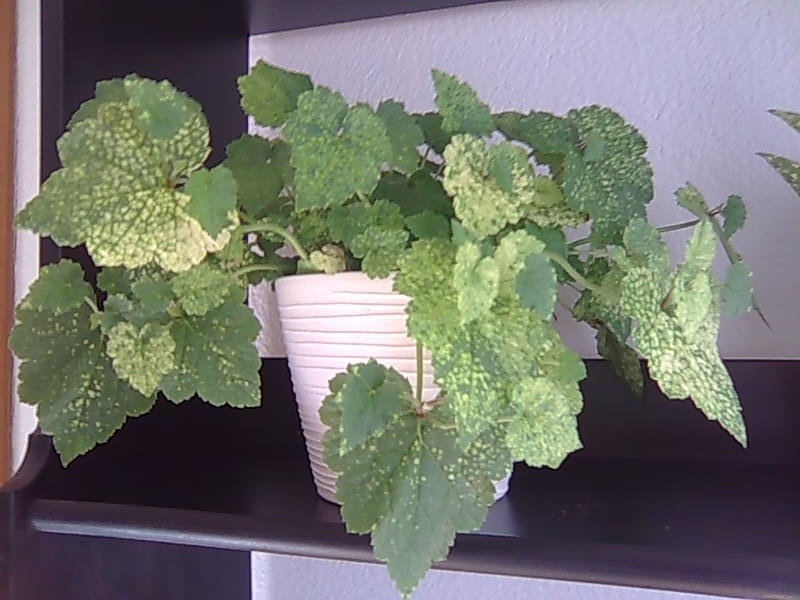[Foto de planta, jardin, jardineria]