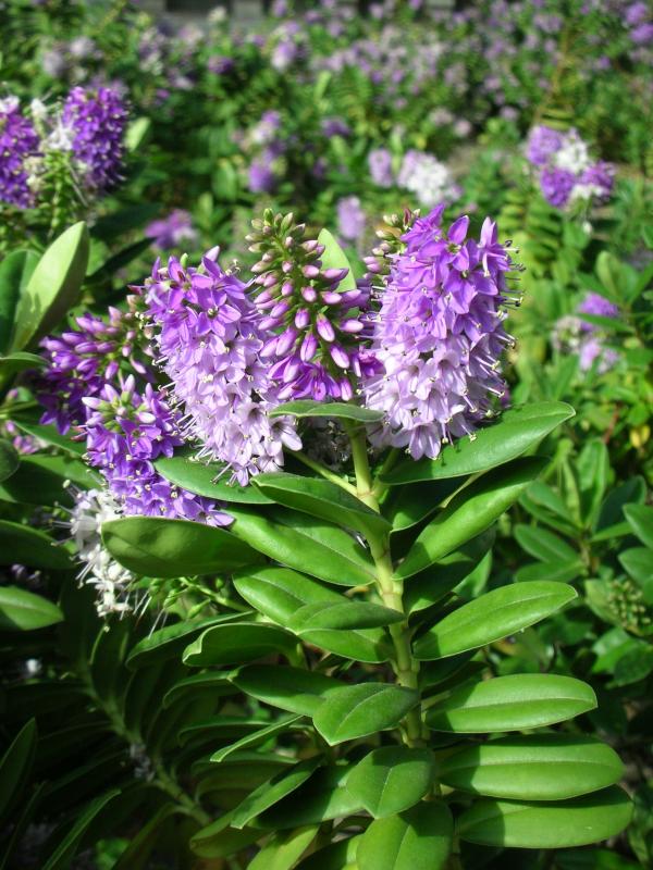 [Foto de planta, jardin, jardineria]