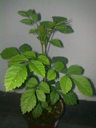 [Foto de planta, jardin, jardineria]