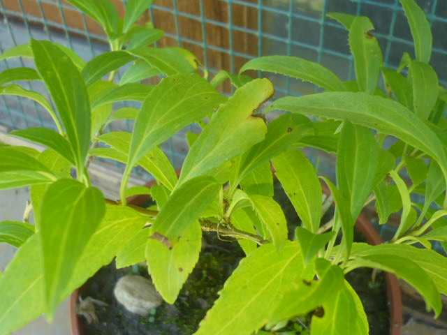 [Foto de planta, jardin, jardineria]