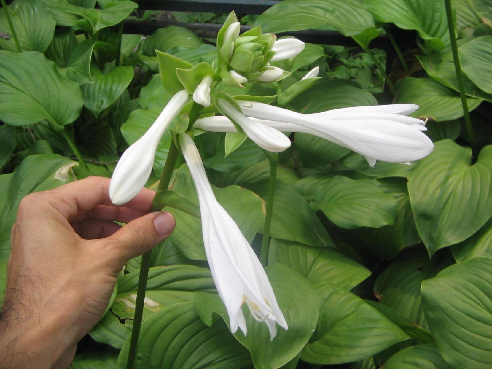 [Foto de planta, jardin, jardineria]