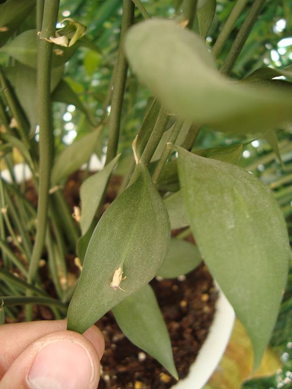 [Foto de planta, jardin, jardineria]