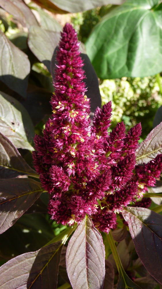 [Foto de planta, jardin, jardineria]