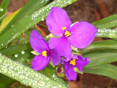 [Foto de planta, jardin, jardineria]