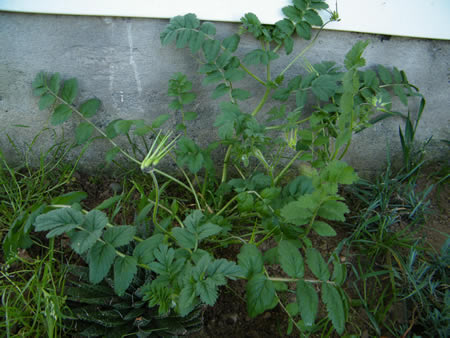 [Foto de planta, jardin, jardineria]