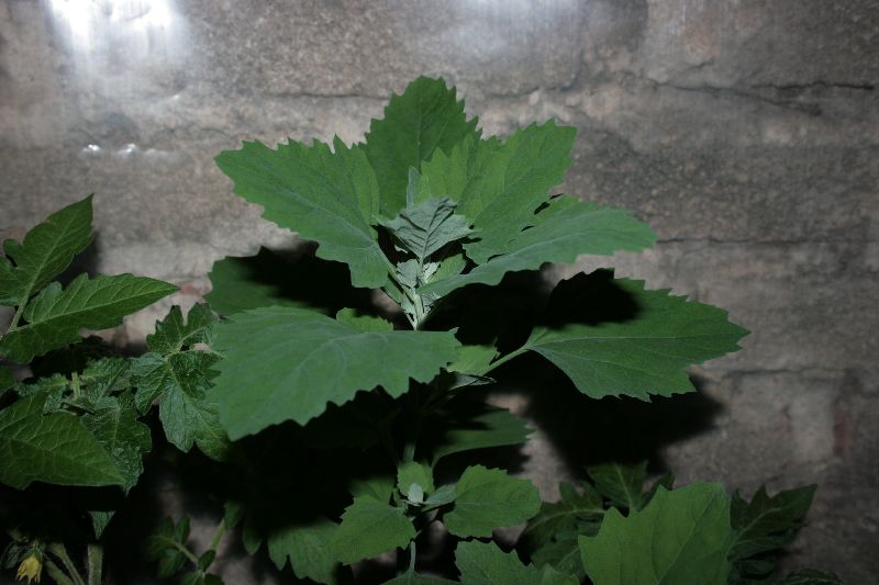 [Foto de planta, jardin, jardineria]