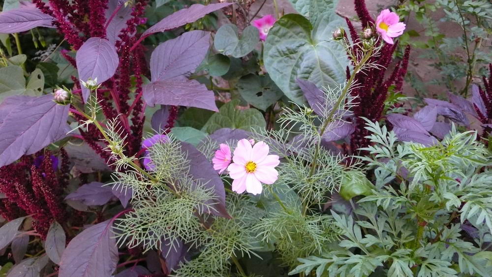 [Foto de planta, jardin, jardineria]