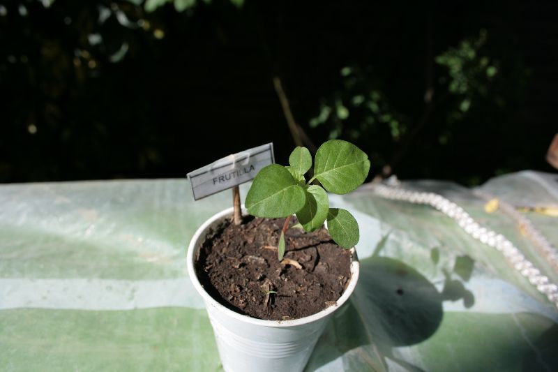 [Foto de planta, jardin, jardineria]