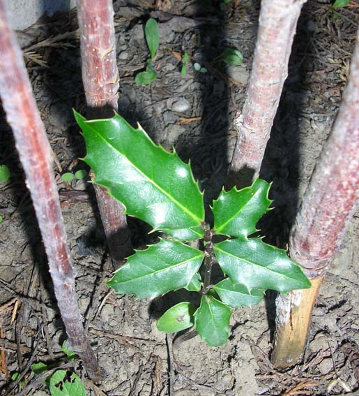 [Foto de planta, jardin, jardineria]