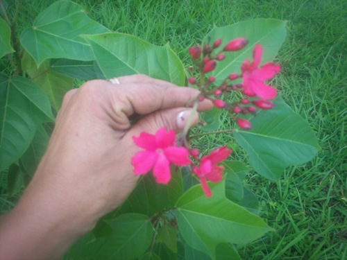 [Foto de planta, jardin, jardineria]