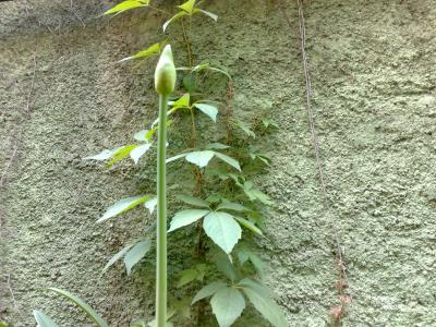 [Foto de planta, jardin, jardineria]