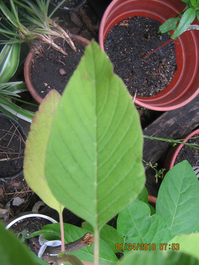 [Foto de planta, jardin, jardineria]