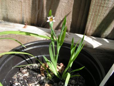 [Foto de planta, jardin, jardineria]