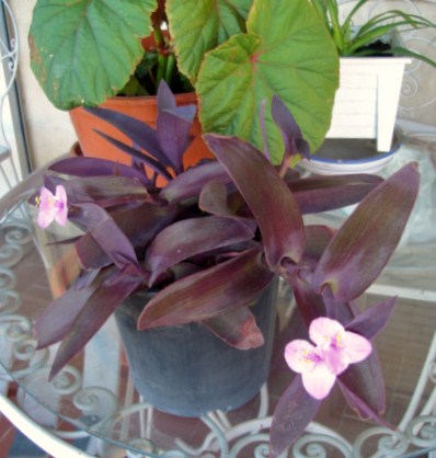 [Foto de planta, jardin, jardineria]