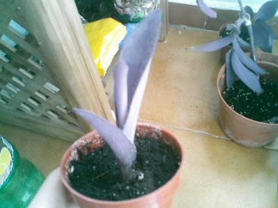 [Foto de planta, jardin, jardineria]