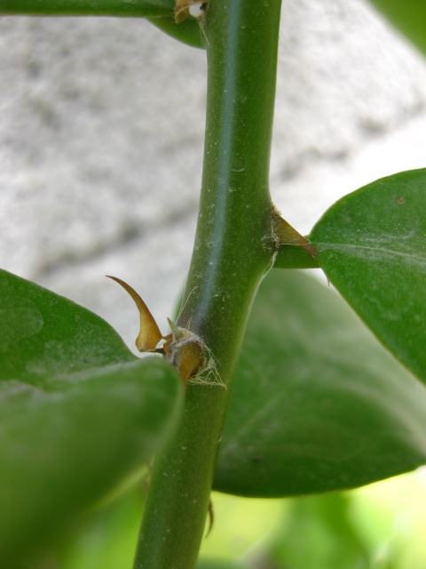 [Foto de planta, jardin, jardineria]