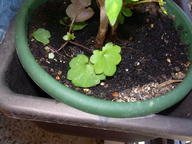 [Foto de planta, jardin, jardineria]