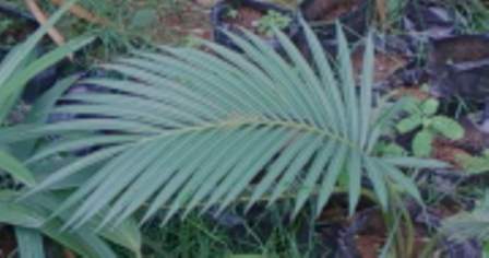 [Foto de planta, jardin, jardineria]