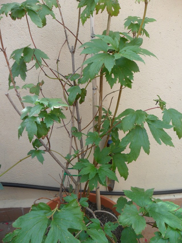 [Foto de planta, jardin, jardineria]