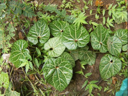 [Foto de planta, jardin, jardineria]