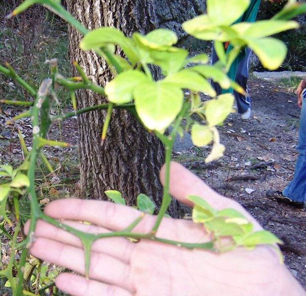 [Foto de planta, jardin, jardineria]