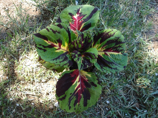 [Foto de planta, jardin, jardineria]