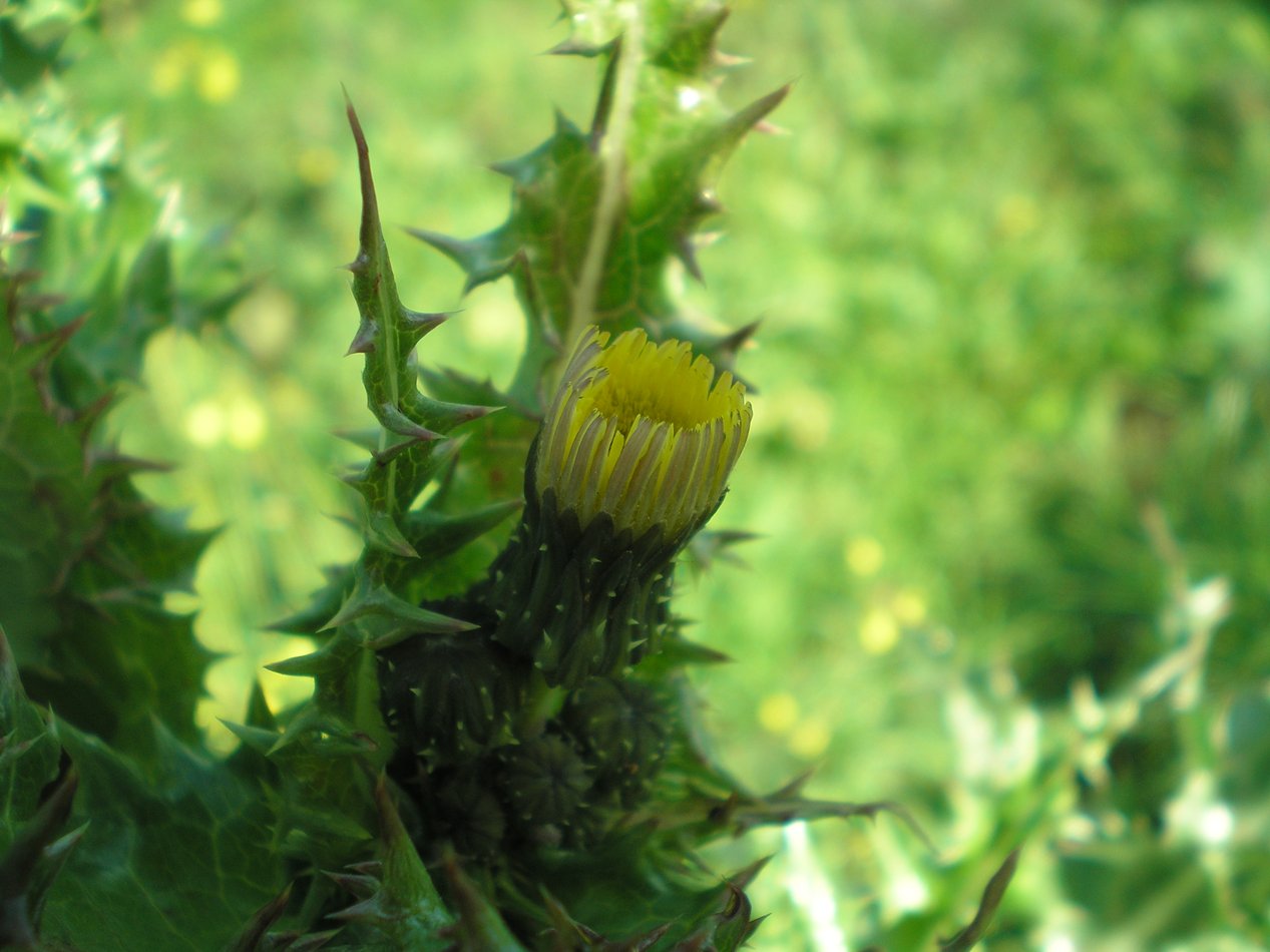 [Foto de planta, jardin, jardineria]