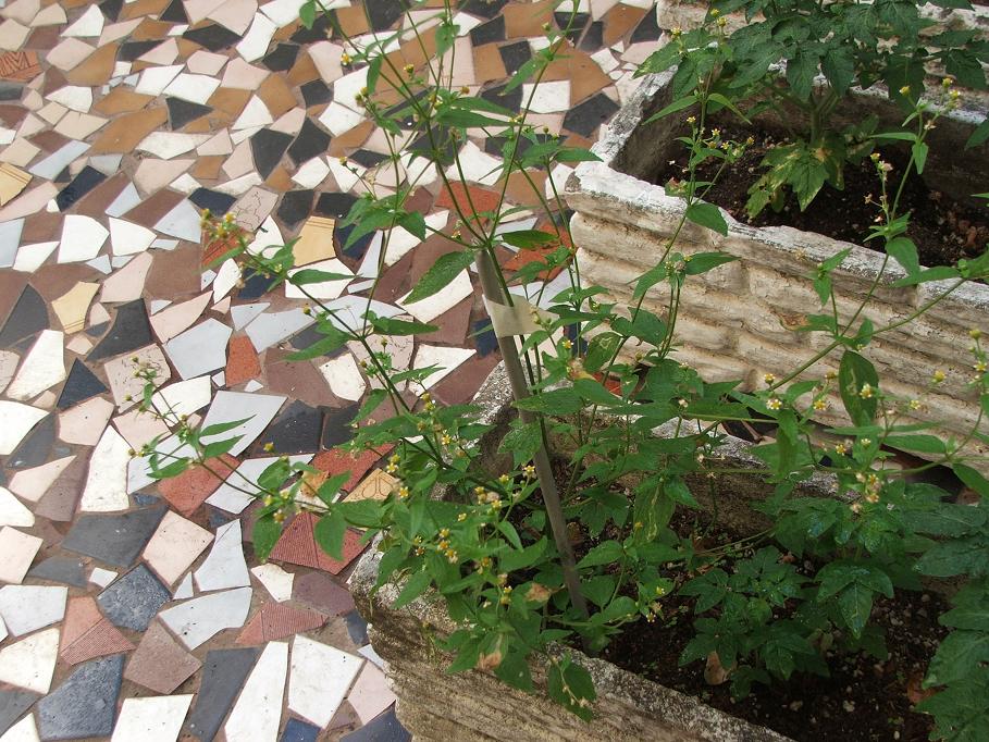 [Foto de planta, jardin, jardineria]