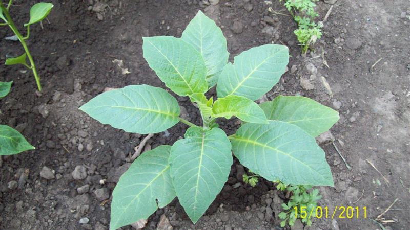 [Foto de planta, jardin, jardineria]