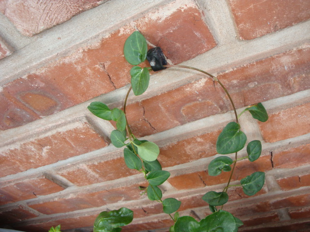 [Foto de planta, jardin, jardineria]