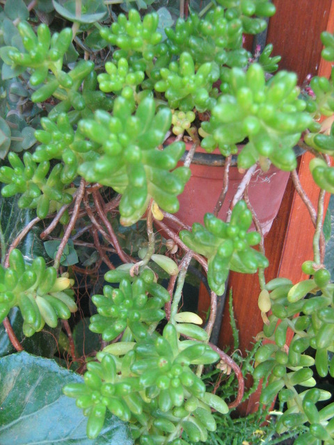 [Foto de planta, jardin, jardineria]