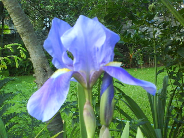 [Foto de planta, jardin, jardineria]