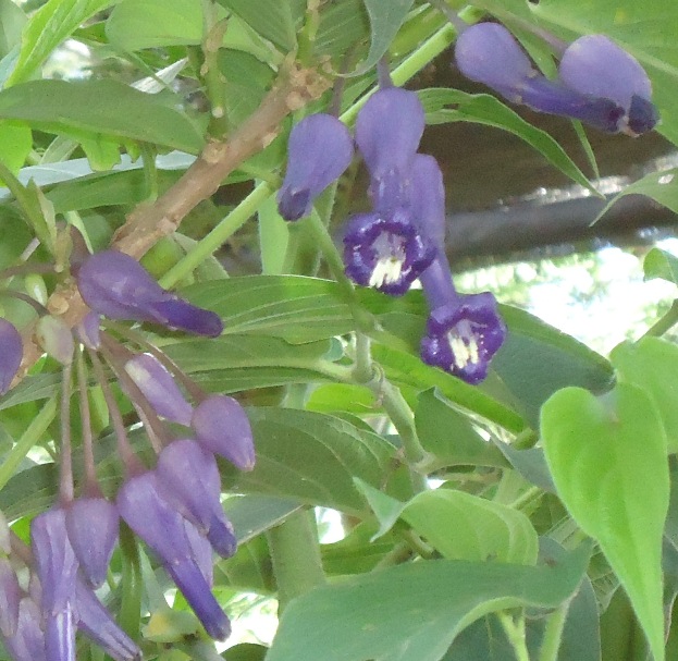 [Foto de planta, jardin, jardineria]