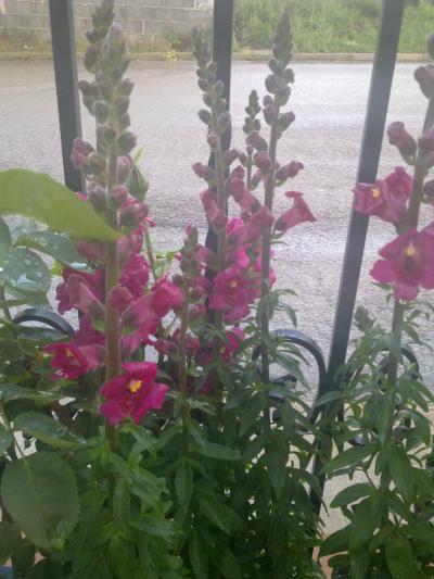[Foto de planta, jardin, jardineria]