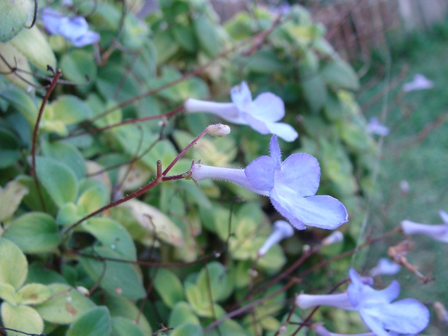 [Foto de planta, jardin, jardineria]