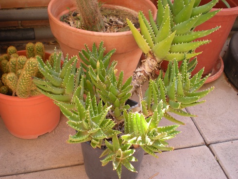 [Foto de planta, jardin, jardineria]