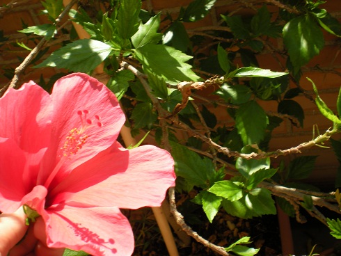 [Foto de planta, jardin, jardineria]