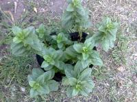 [Foto de planta, jardin, jardineria]