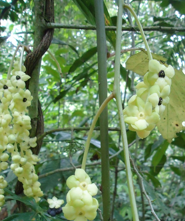 [Foto de planta, jardin, jardineria]