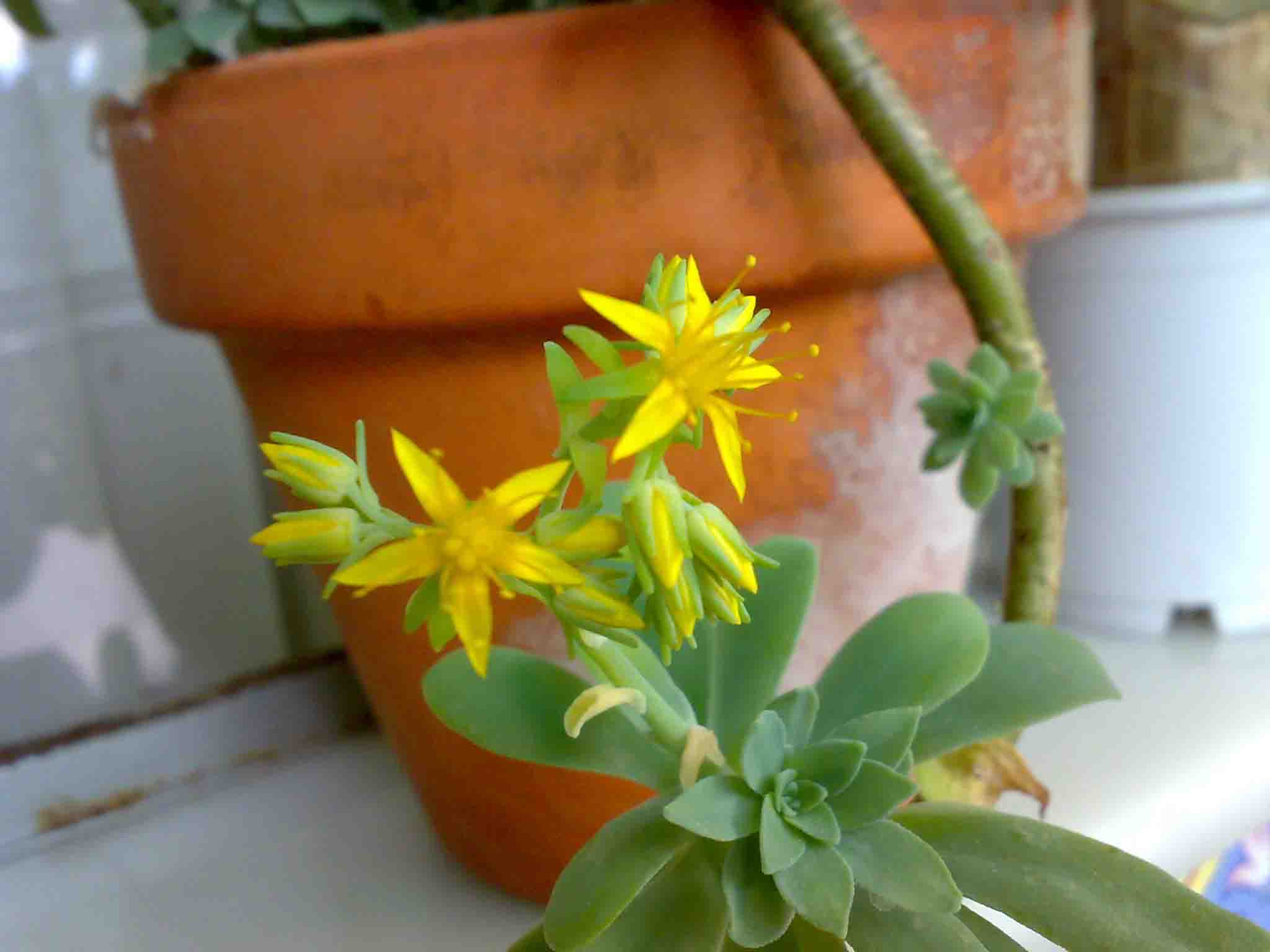 [Foto de planta, jardin, jardineria]