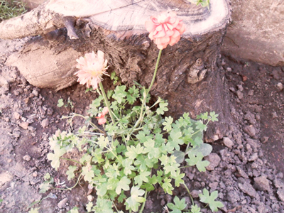 [Foto de planta, jardin, jardineria]