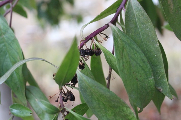 [Foto de planta, jardin, jardineria]