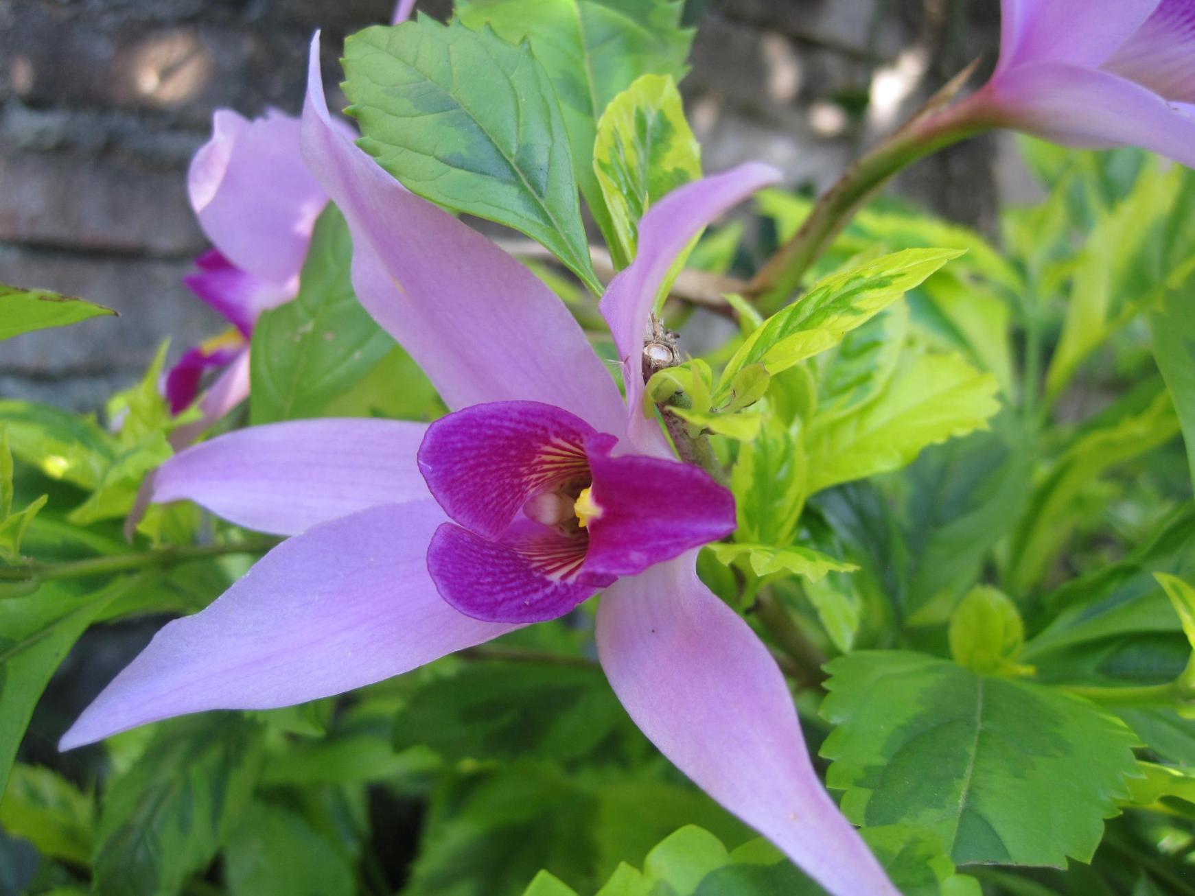 [Foto de planta, jardin, jardineria]