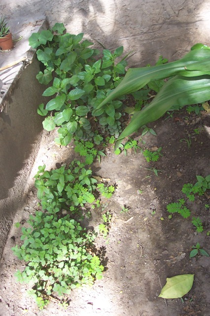[Foto de planta, jardin, jardineria]