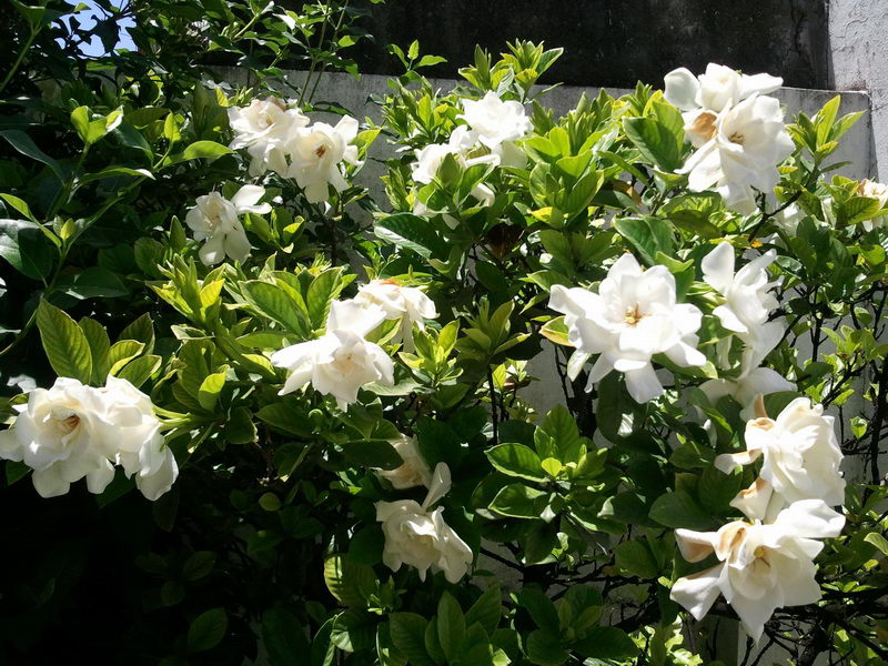 [Foto de planta, jardin, jardineria]
