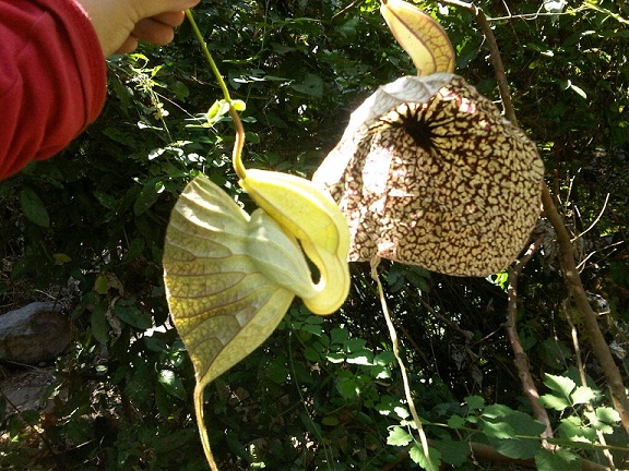 [Foto de planta, jardin, jardineria]